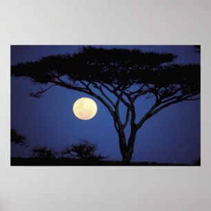 Poster Afrique, Tanzanie, Tarangire. Arbre acacia dans