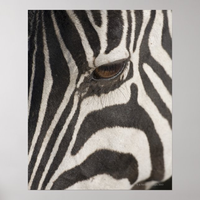 Poster 'Afrique, Tanzanie, zone de conservation du Ngoron (Devant)