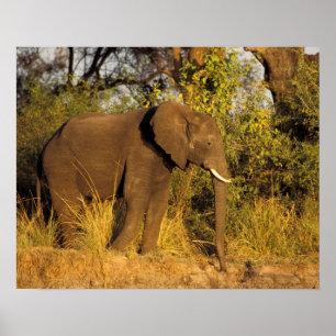Poster Afrique, Zimbabwe, Victoria Falls National Park.