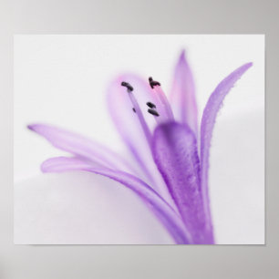 Poster Agapanthus