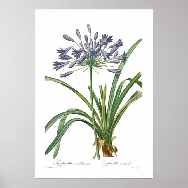 Poster Agapanthus umbellatus (Devant)