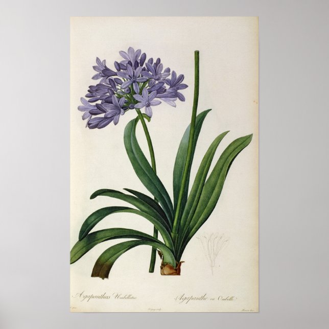 Poster Agapanthus umbrellatus (Devant)