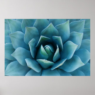 Poster Agave bleue