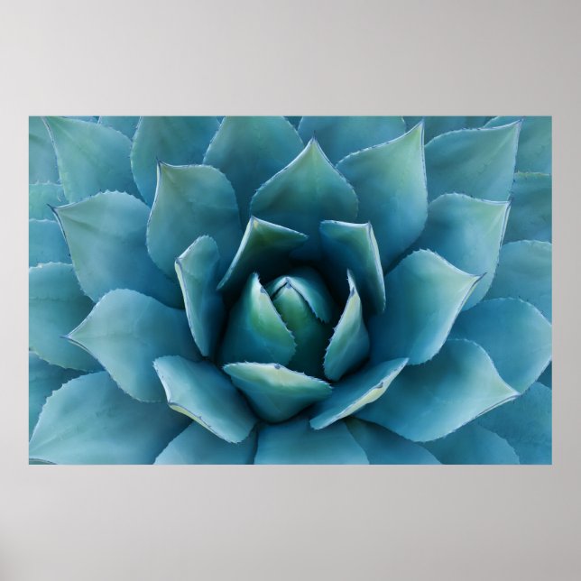 Poster Agave bleue (Devant)