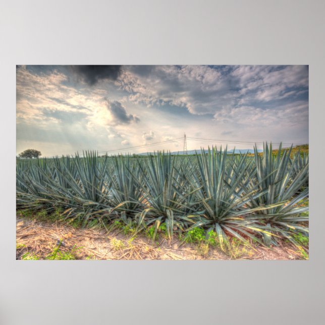Poster Agave bleue (Devant)
