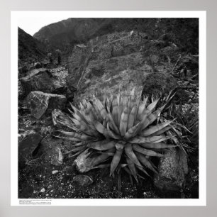 Poster Agave in Deep Canyon Desert Research Station