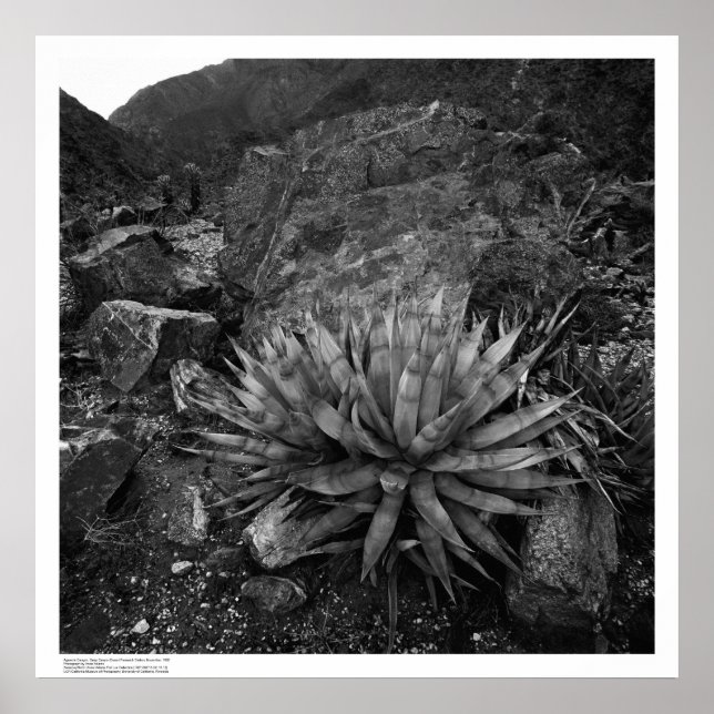Poster Agave in Deep Canyon Desert Research Station (Devant)