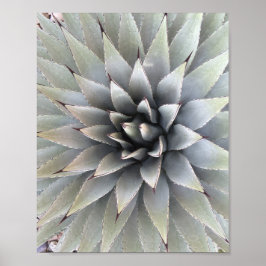 Poster Agave Plante Succulent Bleu Cactus Tequila Désert