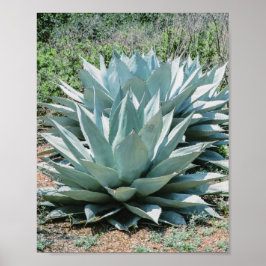 Poster Agave Plante Succulent Cactus Vert sauge gris