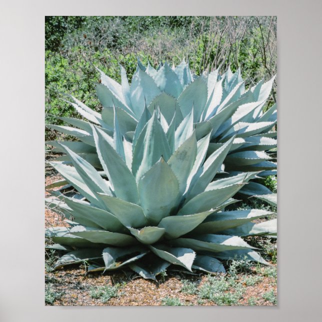 Poster Agave Plante Succulent Cactus Vert sauge gris (Devant)