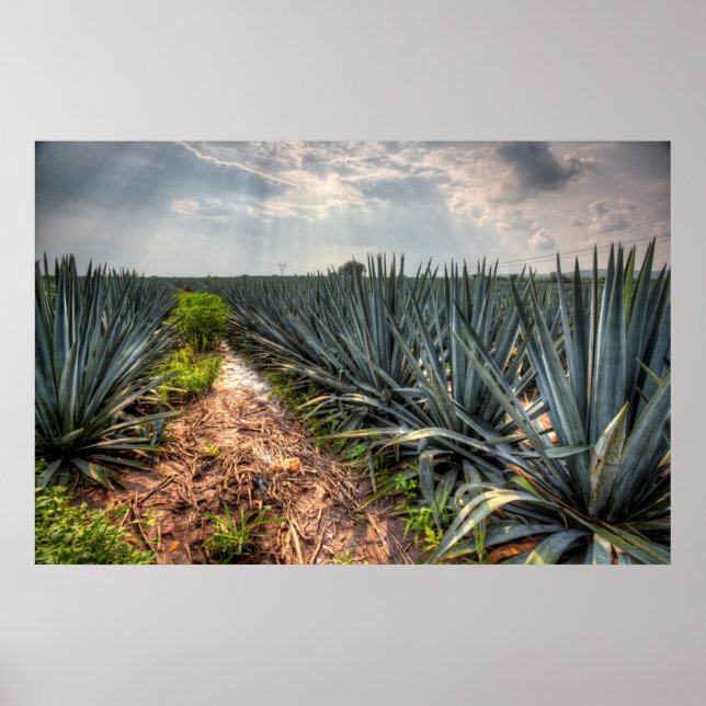 Poster Agave Tequilana (Devant)