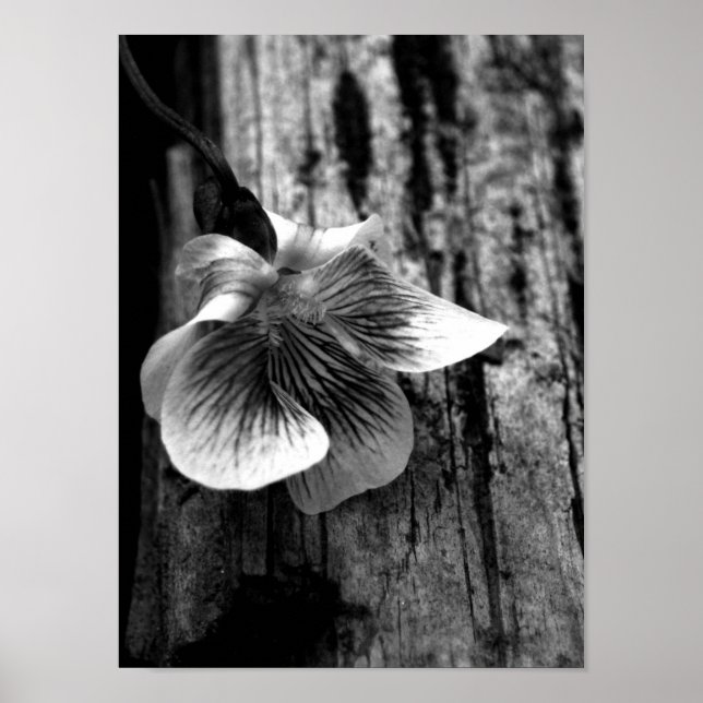 Poster Âge d'innocence (Devant)