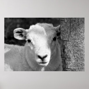 POSTER AGNEAU