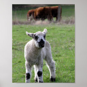 Poster Agneau de printemps - Tirages d'art
