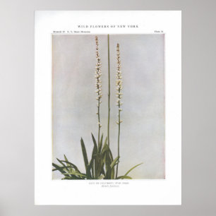 Poster Agneau ou coicroot; Herbe étoilée - Aletris farino