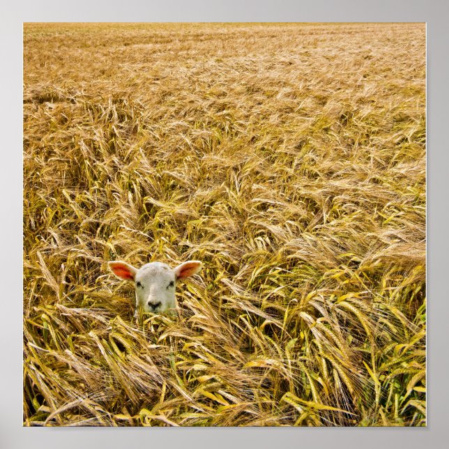 Poster agneau perdu (Devant)