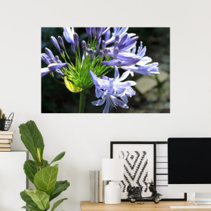 Poster Agrandissement de photo de Lys du Nil Bleu