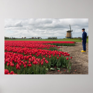 Poster Agriculteur inspectant ses tulipes et moulin à ven