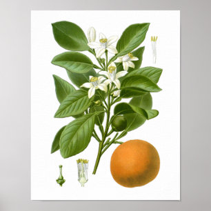 Poster Agrumes Fruit Orange Botanique Imprimer n° 2 Wall 