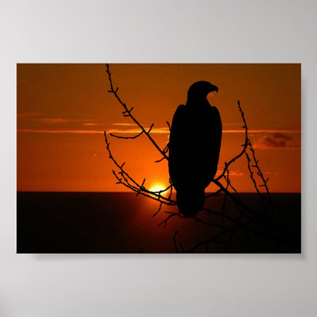 Poster Aigle (Devant)