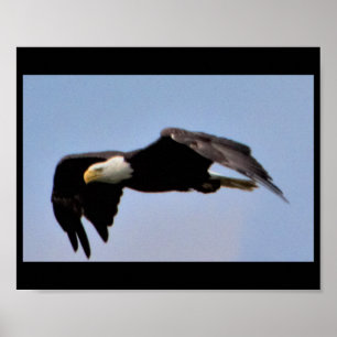 Poster Aigle