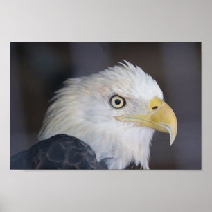 Poster Aigle