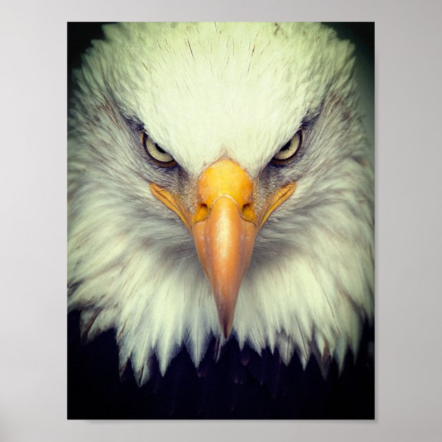 Poster Aigle (Devant)