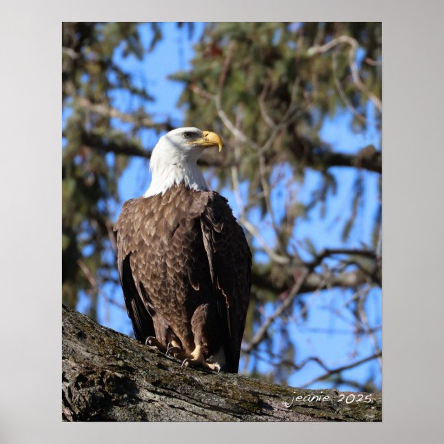 Poster Aigle (Devant)
