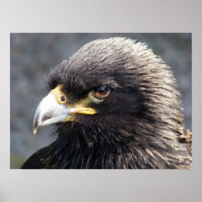 POSTER AIGLE (Devant)