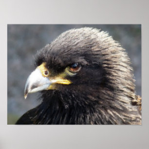 POSTER AIGLE