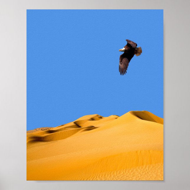 Poster Aigle à bald (Devant)