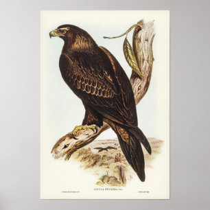 Poster Aigle à queue carrée par Elizabeth Gould