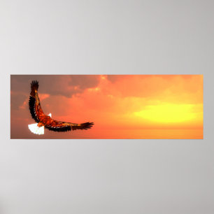 Poster Aigle à tête blanche
