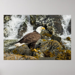Poster Aigle à tête blanche