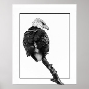 Poster Aigle à tête blanche
