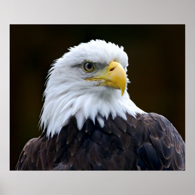 Poster Aigle à tête blanche américaine (Devant)
