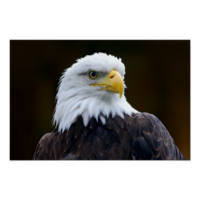 Poster Aigle à tête blanche américaine (Devant)