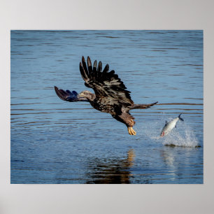 Poster Aigle à tête blanche immature qui dépose un poisso