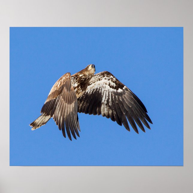 Poster Aigle à tête blanche juvénile en vol (Devant)