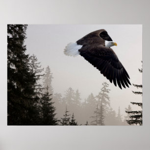 Poster Aigle à tête blanche qui s'envole à travers la fos