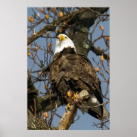 Aigle à tête blanche sur un haut perchoir