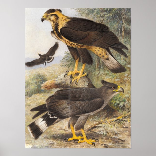 Poster Aigle à tête vintage (Devant)