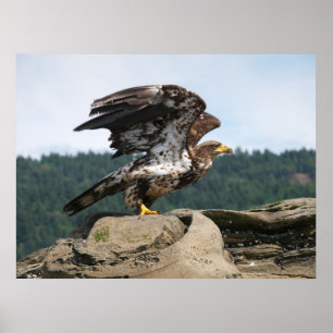 Poster Aigle Bald Prêt Pour Le Vol Beaux Art Imprimer