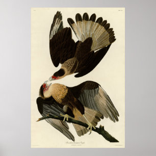 Poster Aigle Brasilien Caracara, Audubon Birds of America