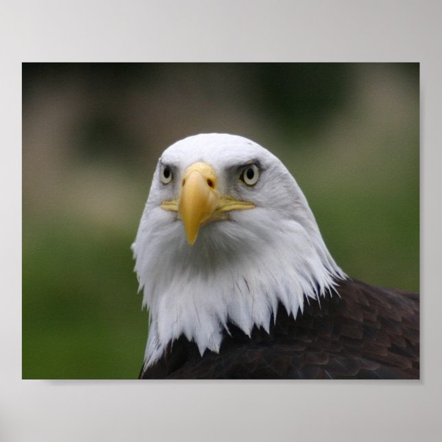 Poster aigle chauve (Devant)
