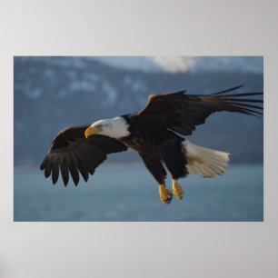 Poster Aigle de Bald