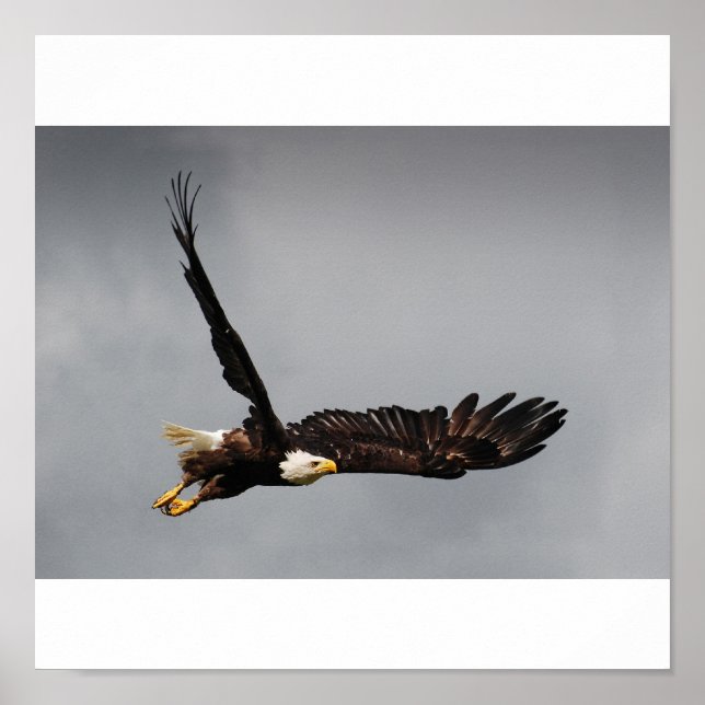 Poster Aigle de Bald (Devant)