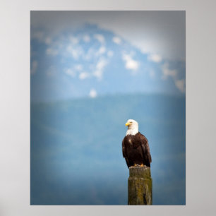 Poster Aigle de Bald