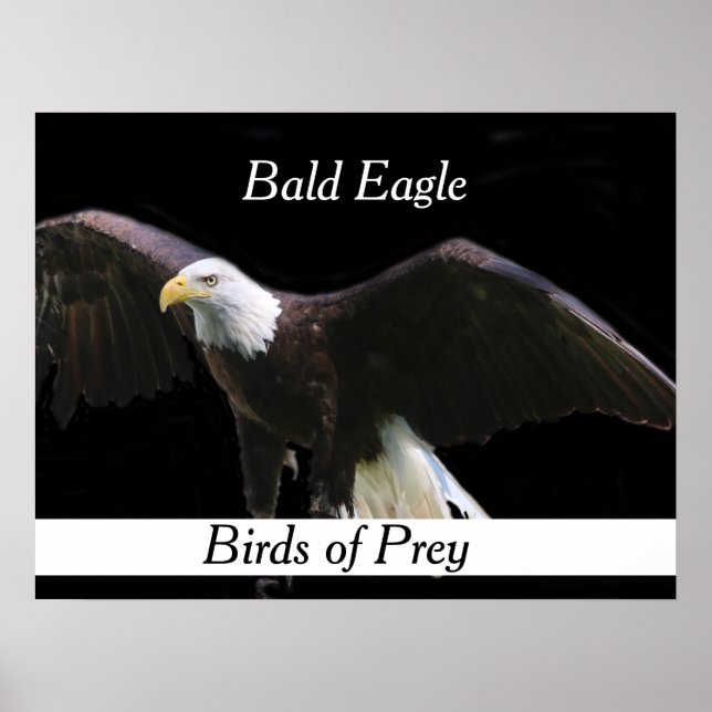 Poster Aigle de Bald (Devant)