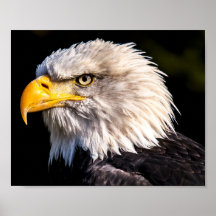 Aigle de Bald